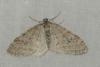 Trichopteryx carpinata